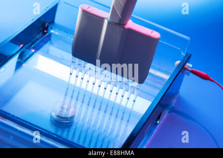 Le chargement des échantillons d'ADN sur un gel d'Agarose d'électrophorèse Banque D'Images