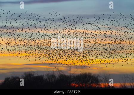 Starling murmuration Oxfordshire Didcot Banque D'Images