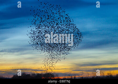 Starling murmuration Oxfordshire Didcot Banque D'Images