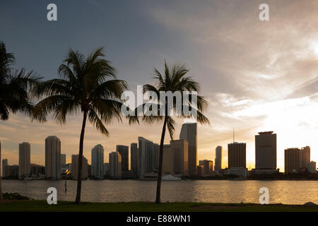 Palmiers WATSON ISLAND SUR LE CENTRE-VILLE DE LA BAIE BISCAYNE MIAMI FLORIDA USA Banque D'Images