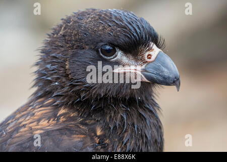 Caracara strié adultes (Phalcoboenus australis), Steeple Jason Island, West Falkland Islands, UK-outre-mer Banque D'Images