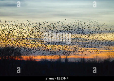 Starling murmuration Oxfordshire Didcot Banque D'Images