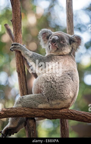 Koala (Phascolarctos Cinereous) reposant dans l'arbre, Lone Pine Koala Sanctuary, Brisbane, Queensland, Australie, Pacifique Banque D'Images