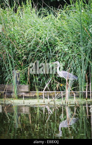 Héron cendré (Ardea cinerea) en bord de l'eau, Rotter-meren, Rotterdam, Pays-Bas (Hollande), de l'Europe Banque D'Images
