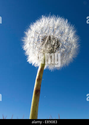 Graines de pissenlit Close-Up , Ciel bleu, USA Banque D'Images