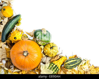 Composition des citrouilles, courges d'été et des feuilles mortes avec l'espace blanc Banque D'Images