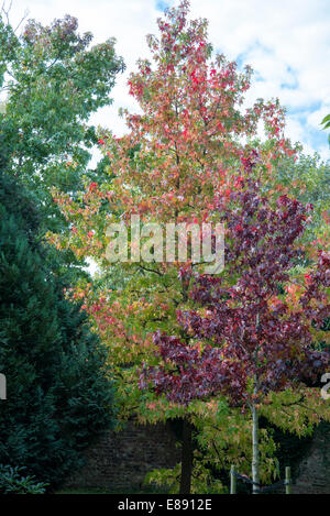 Trois érables avec différentes feuilles de l'automne autant violet, rouge et vert : le Parc de Greenwich, Octobre 2014 Banque D'Images