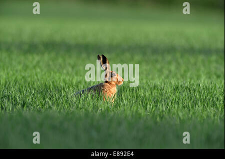 - Lièvre brun Lepus europaeus Banque D'Images