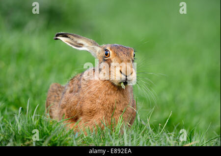 - Lièvre brun Lepus europaeus Banque D'Images