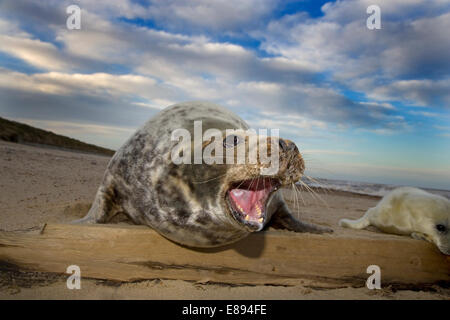 - Le phoque gris Halichoerus grypus Banque D'Images