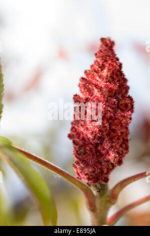 Les fleurs du sumac Banque D'Images