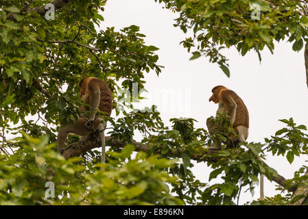 Proboscis Monkey dans la forêt tropicale du Parc national de Bako, Sarawak, Bornéo, Malaisie. Banque D'Images