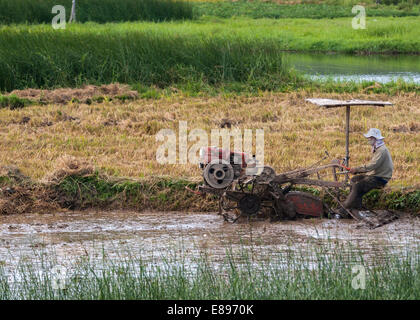 Charrues agriculteur à travers rizières boueuses avec machine motorisée. Banque D'Images