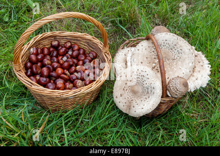 Macrolepiota procera Lepiota procera Parasol champignon excellent champignons comestibles cheval châtaignier Conkers ramassé panier récolte d'automne République tchèque Banque D'Images