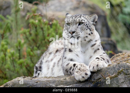 Snow Leopard adultes couché à très fier Banque D'Images