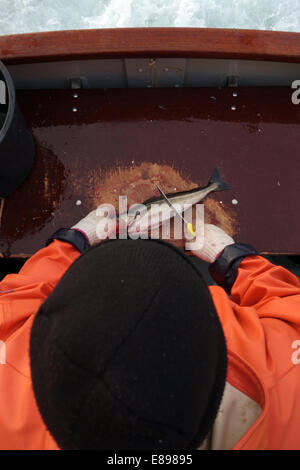 Wismar, Allemagne, l'homme réduit au cours d'une pêche en haute mer sur la morue Banque D'Images