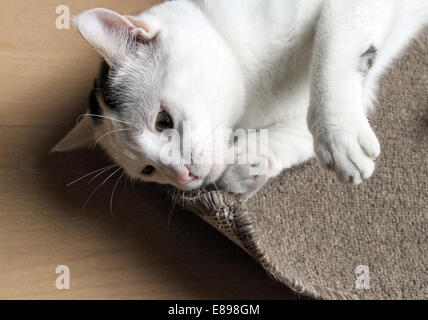 Nouveau Hagen, Allemagne, le chat se trouve sur le terrain et renifle à un tapis Banque D'Images