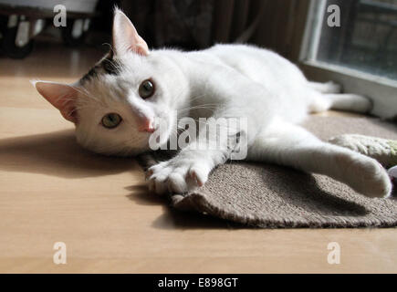 Nouveau Hagen, Allemagne, chat couché sur le plancher et à l'afficheur jusqu'à Banque D'Images