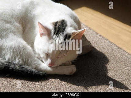 Nouveau Hagen, Allemagne, un chat dort recroquevillé dans la lumière du soleil Banque D'Images