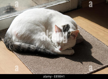 Nouveau Hagen, Allemagne, un chat dort recroquevillé dans la lumière du soleil Banque D'Images