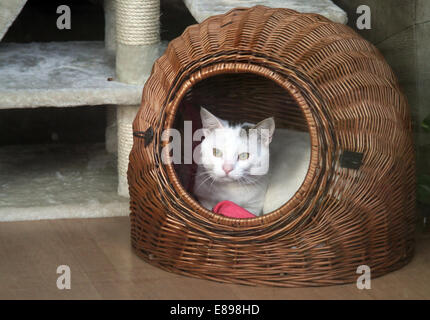 Nouveau Hagen, Allemagne, cat donne de son chat panier Banque D'Images