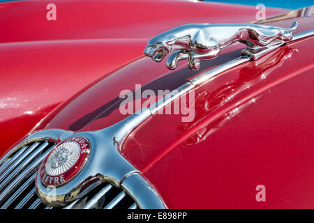 L'emblématique sautant au-dessus du chat chrome grill sur le capot rouge d'un 3,8 litre Jaguar Mark 2 classic British 1960 berline sport Banque D'Images