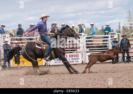 Calf roping, Caroline, Stampede rodeo, Caroline, Alberta, Canada Banque D'Images