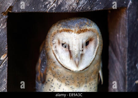 Barn Owl boxTyto alba gros plan du masque facial Banque D'Images