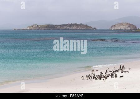 Une vue sur une baie sur carcasse Isalnd au milieu de l'été avec les pingouins sur la plage. Banque D'Images