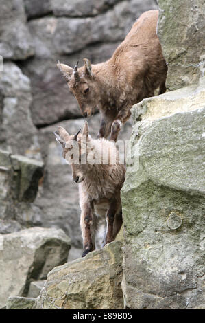 Hambourg, Allemagne, West Caucasian Ibex Banque D'Images