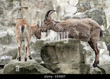 Hambourg, Allemagne, West Caucasian Ibex Banque D'Images