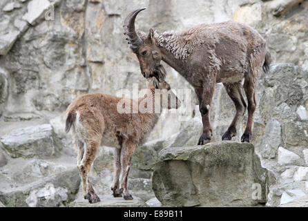 Hambourg, Allemagne, West Caucasian Ibex Banque D'Images