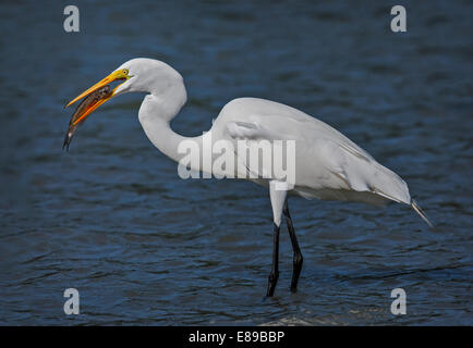 Grande Aigrette des poissons dans le petit-déjeuner tôt le matin. Banque D'Images