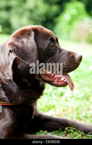 Femelle adulte Labrador Retriever chocolat dog portrait Banque D'Images