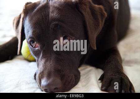 Femelle adulte Labrador Retriever chocolat dog portrait Banque D'Images