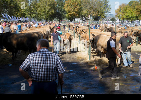 Concours départemental de la race Aubrac à Saint Flour, Cantal, Auvergne, France Banque D'Images