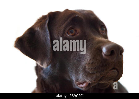 Femelle adulte Labrador Retriever chocolat dog portrait Banque D'Images