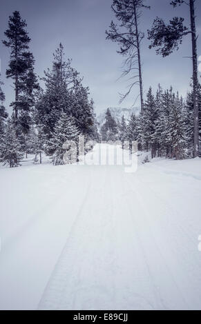 La route d'hiver dans le Parc National de Yellowstone, Wyoming, United States Banque D'Images