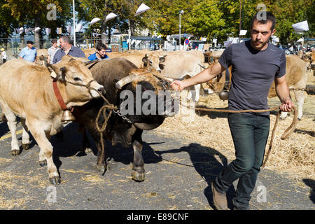 Concours départemental de la race Aubrac à Saint Flour, Cantal, Auvergne, France Banque D'Images