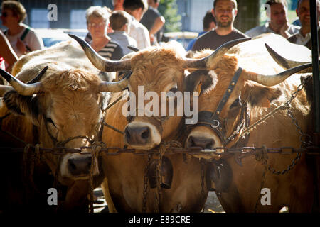 Concours départemental de la race Aubrac à Saint Flour, Cantal, Auvergne, France Banque D'Images