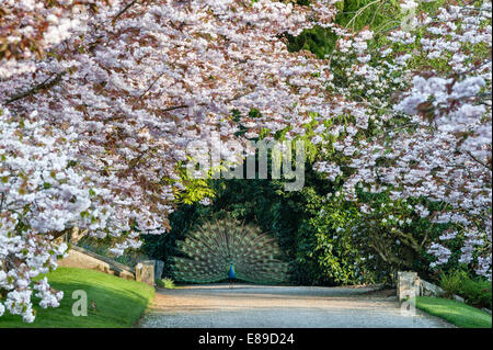 Un paon exposé sous un cerisier en fleurs au printemps dans les jardins du domaine Trevarno, Helston, Cornouailles (maintenant fermé au public) Banque D'Images