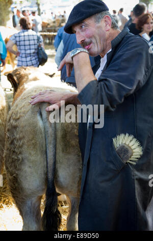 Concours départemental de la race Aubrac à Saint Flour, Cantal, Auvergne, France Banque D'Images