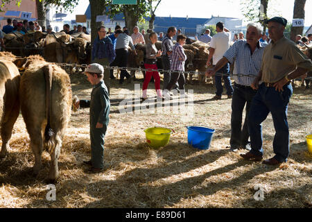 Concours départemental de la race Aubrac à Saint Flour, Cantal, Auvergne, France Banque D'Images