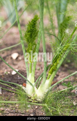 Foeniculum vulgare. Le fenouil "Orion" qui se développe dans un jardin potager. Banque D'Images