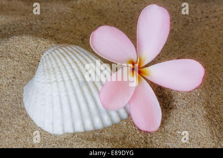 Hawaiian Plumeria Tropical Frangipani (nom commun) est un genre de plantes de la famille, l'apocyn Apocynaceae. Cette fleur est rose avec un jaune brillant au centre et est assis sur le sable de la plage à côté d'une coquille de mer.. A young woman in a arbres tropicaux sont célèbres pour leurs fleurs magnifiques qui sont utilisés pour faire des leis (guirlandes de fleurs). Banque D'Images