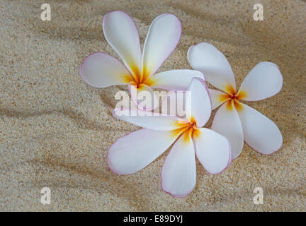 Hawaiian Plumeria Tropical Frangipani (nom commun) est un genre de plantes de la famille, l'apocyn Apocynaceae. Ces fleurs sont blanches et roses avec un jaune brillant au centre et sont assis sur le sable de la plage.. A young woman in a arbres tropicaux sont célèbres pour leurs fleurs magnifiques qui sont utilisés pour faire des leis (guirlandes de fleurs). Banque D'Images