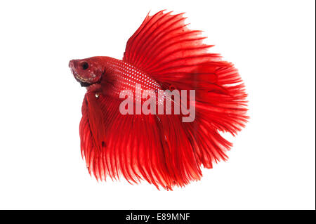 Betta halfmoon rouge poisson de combat Banque D'Images