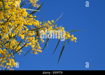 Fleurs d'acacia doré. Acacia pycnantha macro photo Banque D'Images