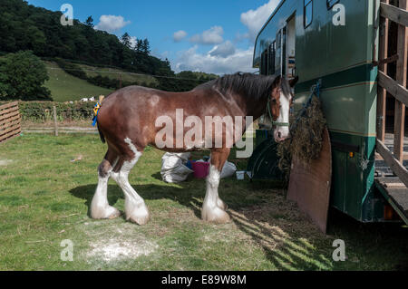 Shire Horse ou lourds chevaux au nord du Pays de Galles montrent Eglwysbach Banque D'Images