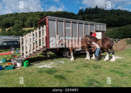 Shire Horse ou lourds chevaux au nord du Pays de Galles montrent Eglwysbach Banque D'Images